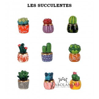 Succulentes - Boîte de 100 pièces