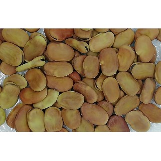 Batch of 100 true dried beans